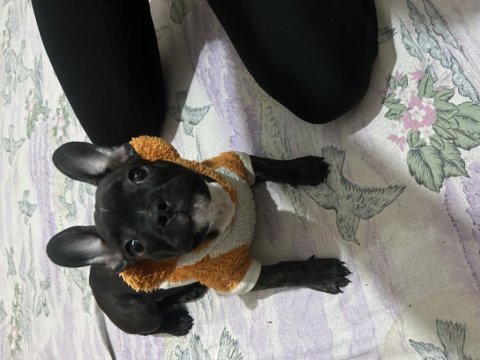 3 aylık yavru dişi french bulldog