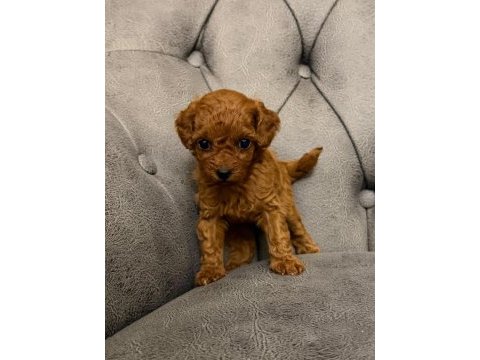 Poodle için birde bize danışın