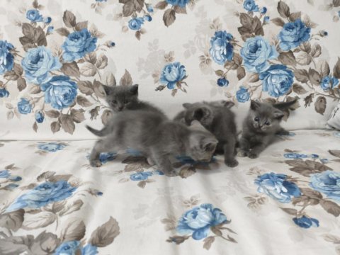 British shorthair yavrular