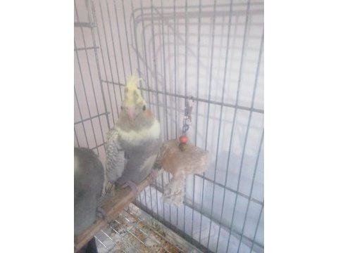 2 aylık sultan papağanı (açıklamayı lütfen okuyun)