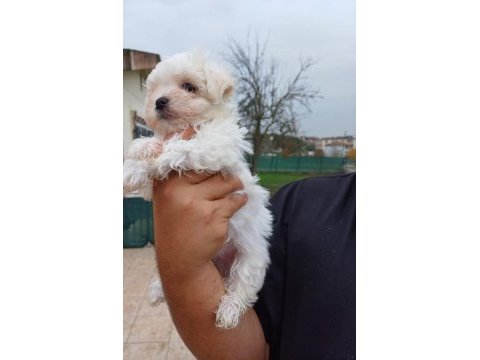 Maltese yavru bebekler