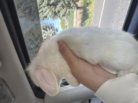 Hollanda lop tavşanı 4 aylık dişi
