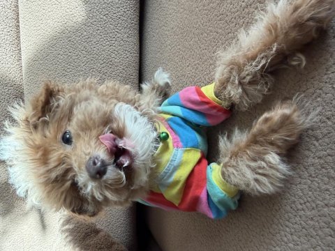Safkan renkli gözlü güzel yüzlü teacup toy poodle