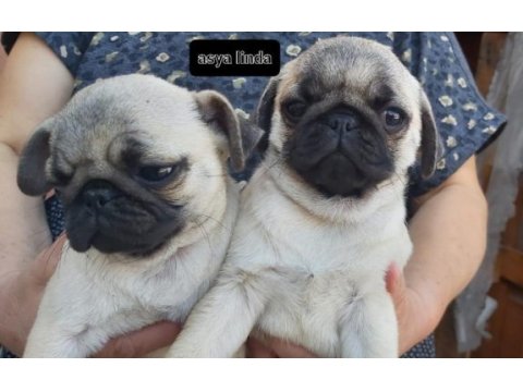 Pug mops bebekleri
