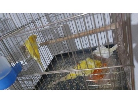 Japones rainbow lasving normal sarı kremio çifler 30 çift