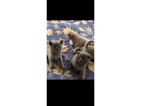 Sevimli ve oyuncu minikler scottish fold