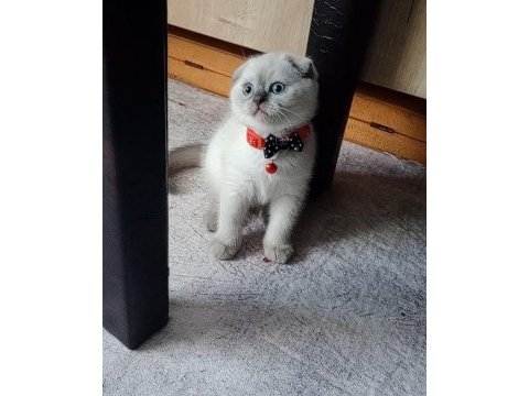 Boncuk gözlü yakışıklı scottish fold bebeğim