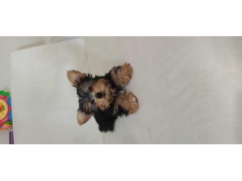 3 aylık dişi tea cup yorkshire terrier