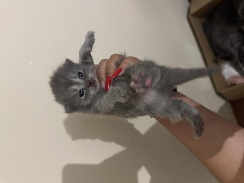 Scottish fold kedilerimiz