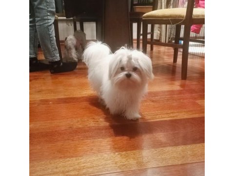 100/100 a şecereli kore maltese