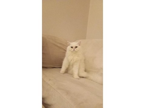 British longhair püskül hanıma yuva