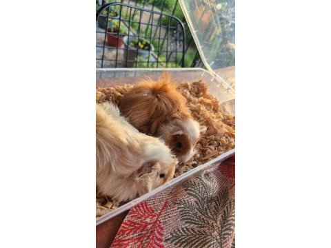 Çok güzel guinea pig yavrular