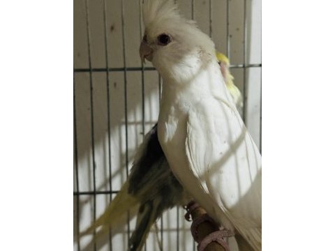 Renk renk sultan papağanı