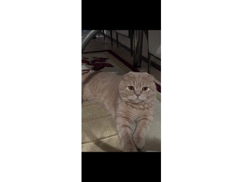 Yetişkin scottish fold