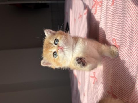 British shorthair longhair bebekler