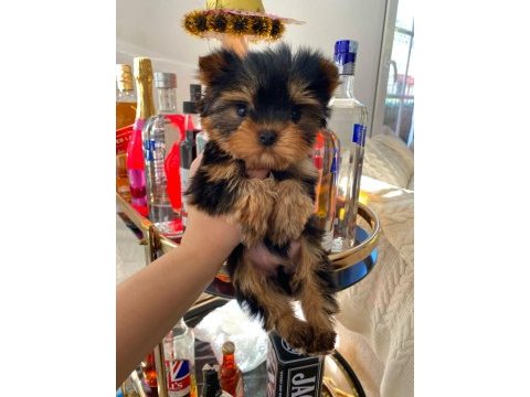Micro teacup baby face yorkshire yavrular