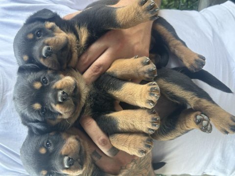 Koca kafa rottweiler