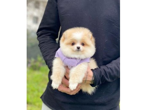 Pomeranian teddy face yavru köpekler
