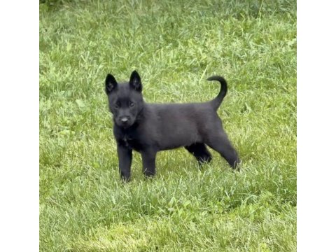 Yurtdışı kan hattı belçika malinois yavrular