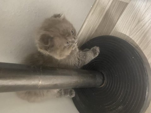 Tek scottish fold yavrumuz