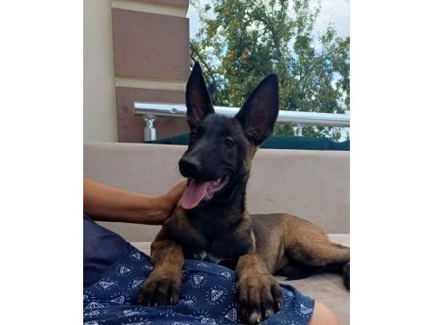 Fcı kıf şecereli aşılı ve çipli malinois yavrularım