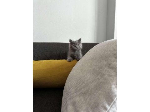 2 aylık gri british shorthair yavru