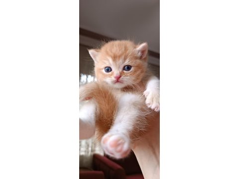 British shorthair ve longhair safkan yavrular