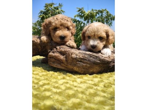 Oyuncak surat maltipoo bebekler