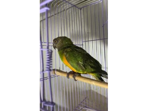 Senegal papağanı