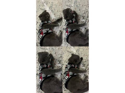 Güzel scottish fold kızıma yuva arıyorum