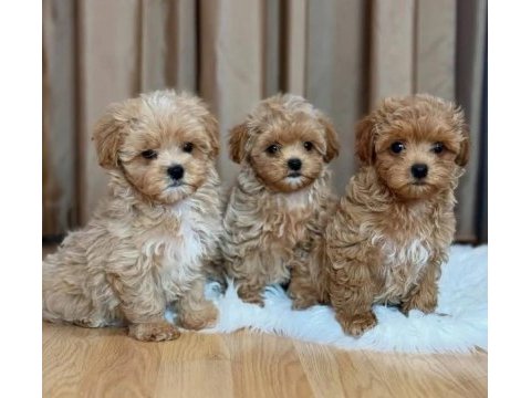 Bayram şekeri maltipoo bebekler