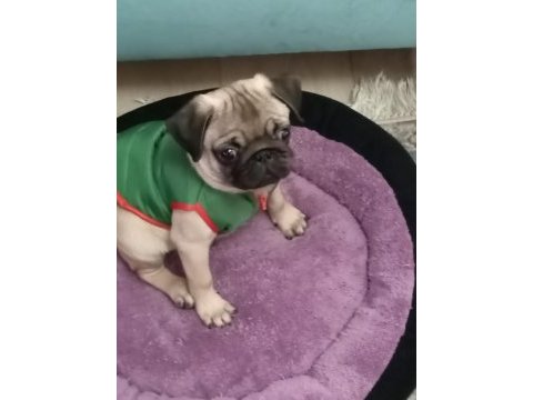 3 aylık pug erkek