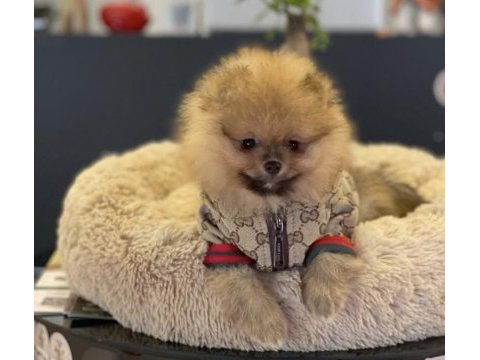 Yavru köpeğimiz pomeranian boo
