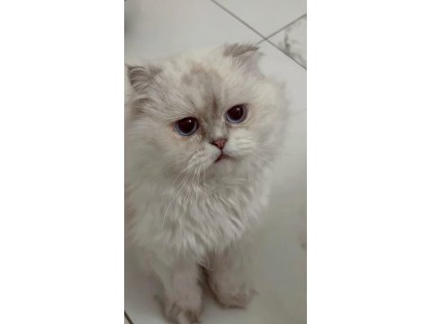 Masmavi gözlü scottish fold kedim