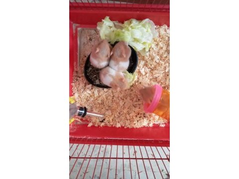 1 aylık hamster