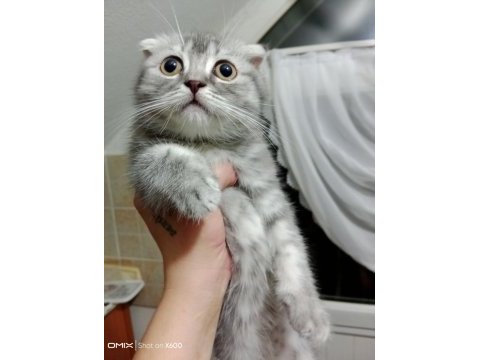 Tatlış ponçik scottish fold silver