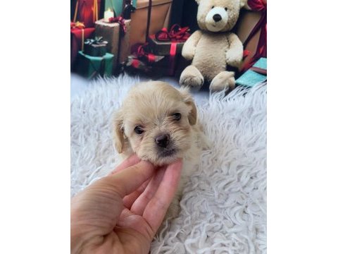 Hypoallergenic tüy sahibine maltipoo yavruları