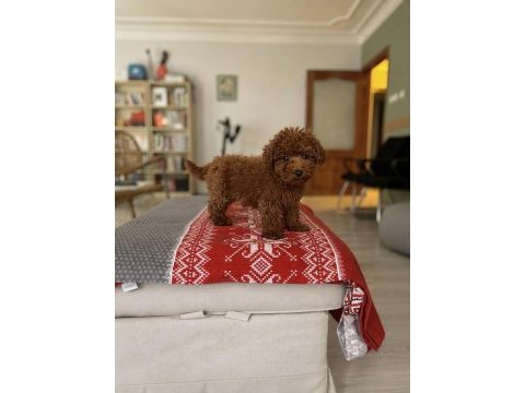 Tuvalet eğitimli toy poodle bebekler