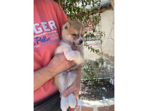 (sdk) çiftlikten japon akita inu yavrular