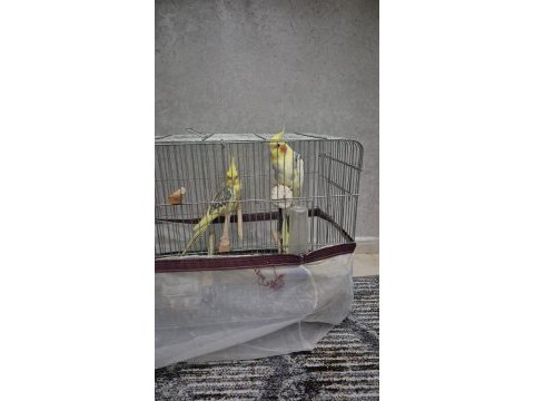 Çift sultan yumurtalı erkek 10 kelime konuşuyor evcil