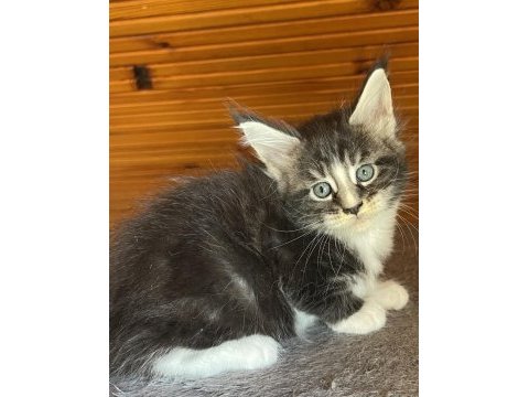 Maine coon xxxl