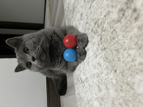 Güzeller güzeli british shorthair kusursuz yavrumuz
