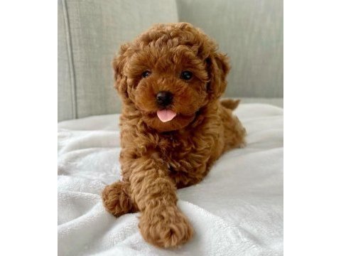 Toy poodle yavru