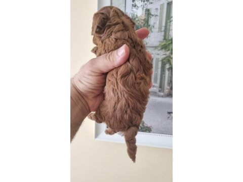 Safkan kore toy poodle yavrularımız