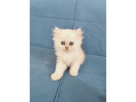 British longhair silver ve golden yavrular