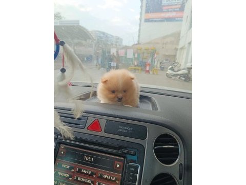 Pomeranian yavrular