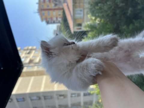British longhair yavrularımız