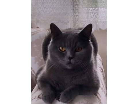 British shorthair kedim