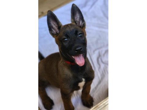 A şecereli üst kalite malinois yavruları