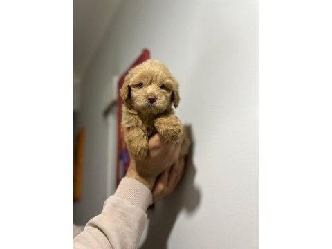 Maltipoo adrese teslim, kapıda ödeme yapabilirsiniz